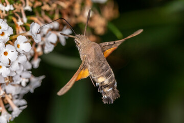 Taubenschwänzchen im Flug am Sommerflieder