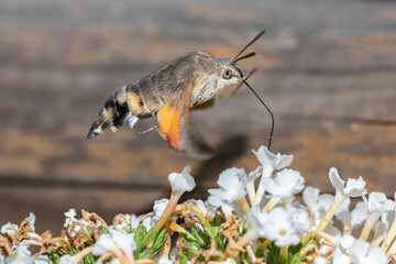 Taubenschwänzchen im Flug am Sommerflieder