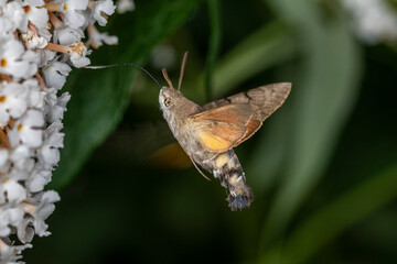 Taubenschwänzchen im Flug am Sommerflieder