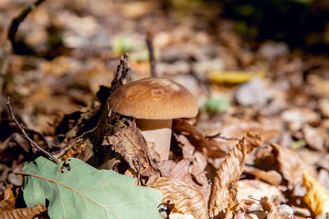 Boletus mushroom in the wild. Porcini mushroom grows on the forest floor at autumn season..