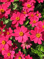 Fototapeta na wymiar 春の花壇に美しく咲き誇る、赤が鮮やかなジニアの花