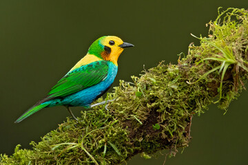 Multicoloured tanager (Chlorochrysa nitidissima) is a species of bird in the family Thraupidae. It is endemic to the mountains of Colombia, and as of 2010 has been categorized as vulnerable 