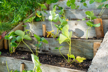 newly planted strawberry seedlings