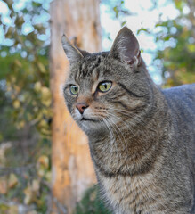 Pet cat outdoors in the countryside