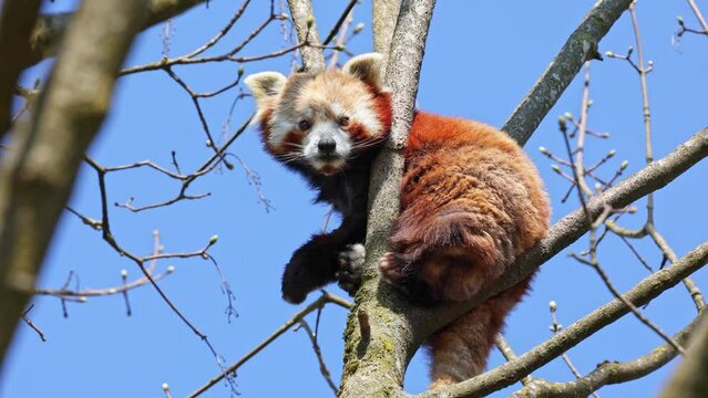 The red panda, Ailurus fulgens, also called the lesser panda and the red cat-bear sitting on a tree.