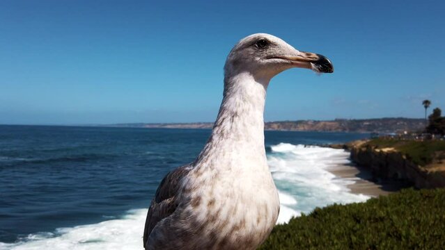 Seagull close up at the beach of La Jola in California