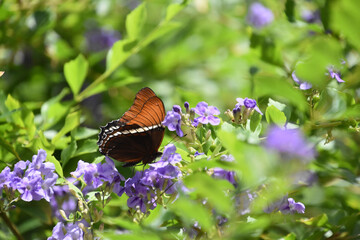 Pretty Orange and Black Winged Butterfly in a Garden