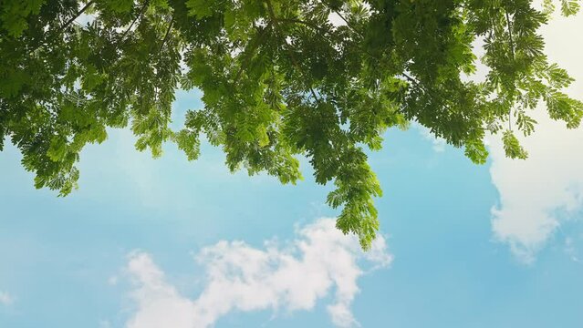 Looking up trees blowing in the wind with blue sky. Azure sky and bright cloud in daytime is beautiful. Branch of tree is beautiful bright green leaf and It is refresh for looking on summer time