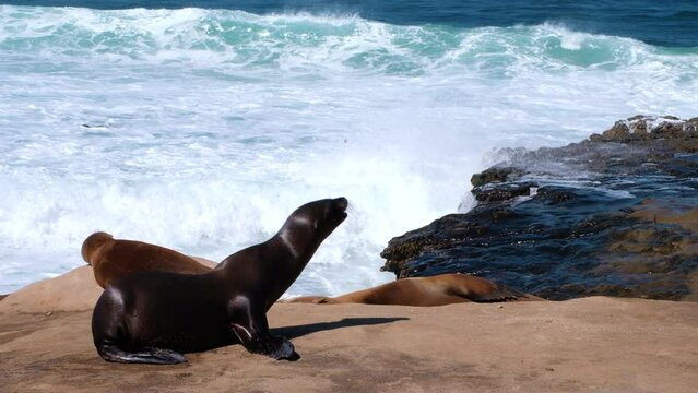 Seal playing at the beach of La Jola in California