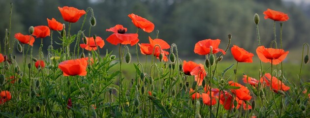 field of red poppies