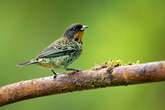 The rufous-throated tanager (Ixothraupis rufigula) is a species of bird in the family Thraupidae. It is found in Colombia and Ecuador.