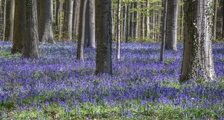 Purple wild hyacinths 
