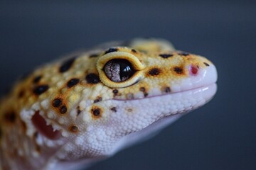 close up of a lizard