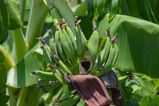 Banana Plantation