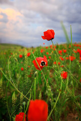 Amazing View to the Blossoming Poppy Field with Red Flowers under the Blue Sky, Uzbekistan