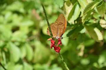 Orange Wings Folded on a Butterfly in a Garden