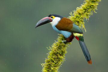 Black-billed mountain toucan (Andigena nigrirostris) It is found in humid highland forests in the Andes of western Venezuela, Colombia, Ecuador and Peru