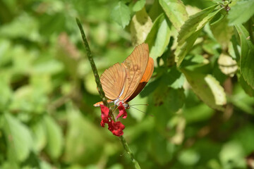 Orange Winged Butterfly with Tiny Red Flowers