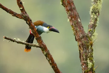 Gordijnen Black-billed mountain toucan (Andigena nigrirostris) It is found in humid highland forests in the Andes of western Venezuela, Colombia, Ecuador and Peru © Milan