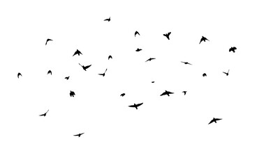 A flock of flying birds. Free birds. Vector illustration