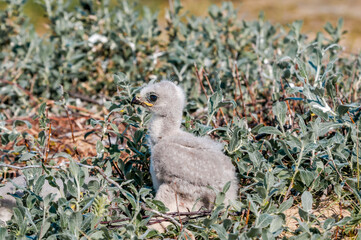 Rough-legged Buzzard (Buteo lagopu) chick at nest in Barents Sea coastal area