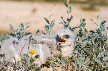 Rough-legged Buzzard (Buteo lagopu) chick at nest in Barents Sea coastal area