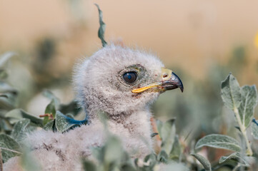 Rough-legged Buzzard (Buteo lagopu) chick at nest in Barents Sea coastal area