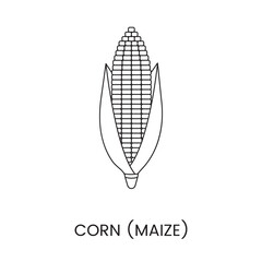 Maize line icon in vector, illustration of a cereal plant corn.