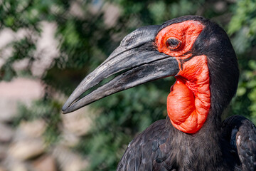 Southern Ground Hornbill (Bucorvus leadbeateri)