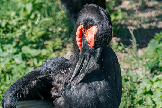 Southern Ground Hornbill (Bucorvus Leadbeateri)