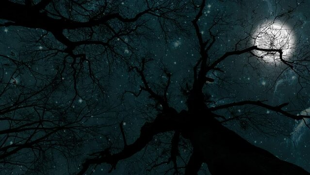 night sky in the forest with stars in heaven on halloween