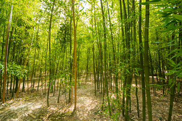 Bamboo forest, trees in the spring, green color background