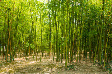 Fototapeta na wymiar Bamboo forest, trees in the spring, green color background