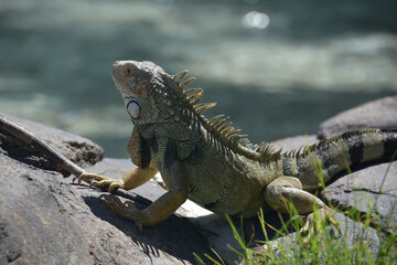 Spikey Spines Down the Back of an Iguana