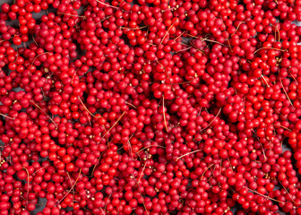 Schisandra chinensis or five-flavor berry. Fresh red ripe berries as background.