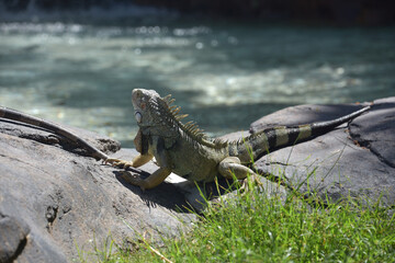 Iguana Looking Down at a Shallow Pool of Water