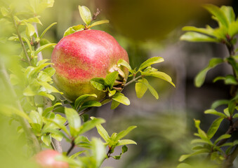 Granatapfel