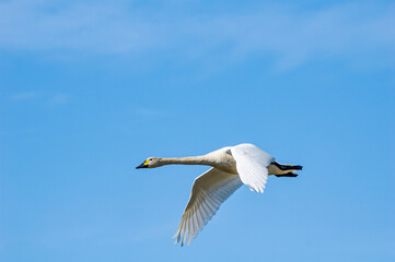 Bewick's Swan (Cygnus bewickii) in Barents Sea coastal area