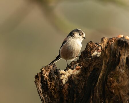 Close-up shot of a fluffy long-tailed tit sitting on a tree stump with a blurry background