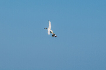 Bewick's Swans (Cygnus bewickii) in Barents Sea coastal area