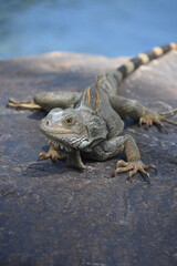 Iguana Posing on a Rock in Aruba