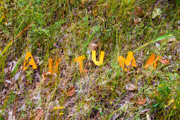 Letters Autumn on the background of fallen leaves. Cold snap, the onset of autumn. Decorative lettering, autumn concept