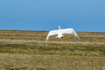 Bewick's Swan (Cygnus bewickii) in Barents Sea coastal area