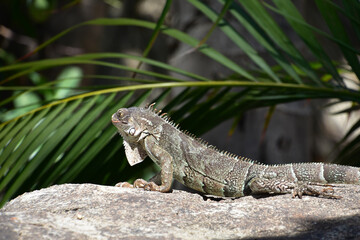 Iguana Laying Down on a Rock in the Sun