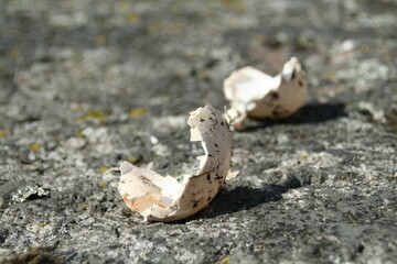 Closeup shot of broken turtle eggshells on a beach