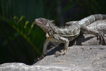 Iguana With Sharp Claws on a Rock