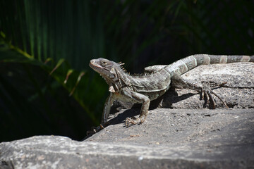 Creeping Iguana with Spikes On his Back