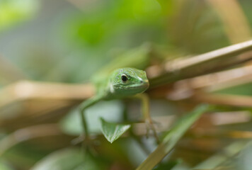 ミヤコカナヘビ
