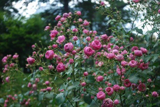 Beautiful pink pomponella roses in the NY Botanical garden.