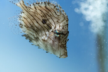 泳ぐカワハギ（ヒゲハギ）